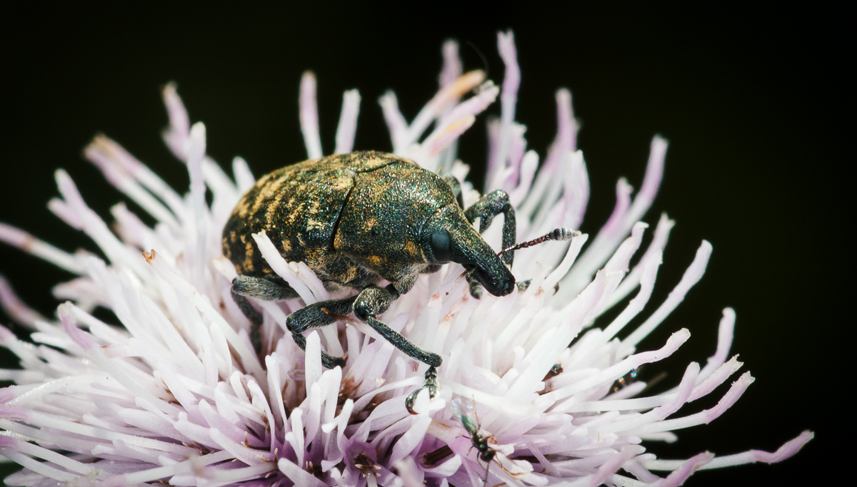 How I assembled my macro lighting - My, The photo, Macro photography, Lighting, Fujifilm, Longpost