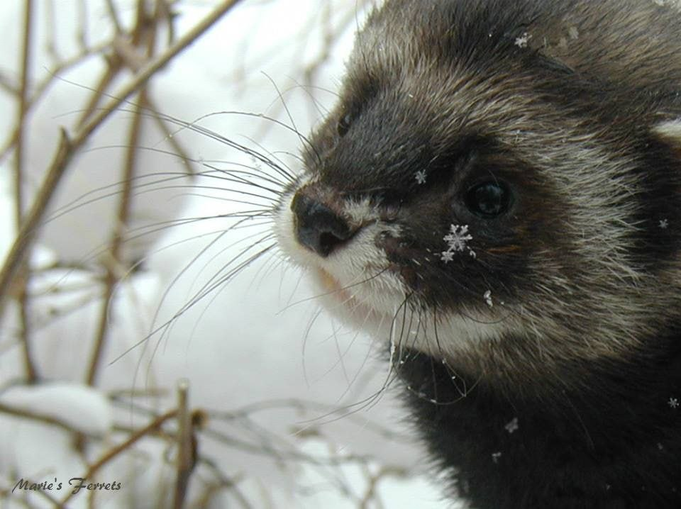 Snowflake - Ferret, Horeman, Snowflake, Snow, Winter, Animals, The photo