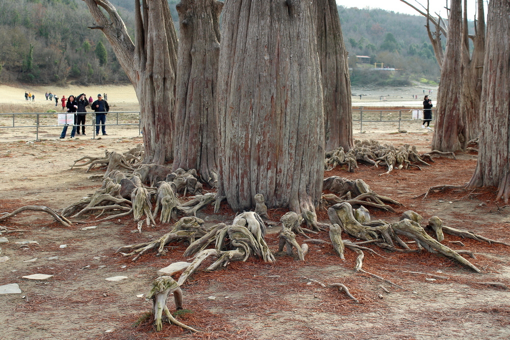 Cypress trees in the Krasnodar region: where to see? - My, Anapa, Sukko, Cypress, Краснодарский Край, Lake, Longpost