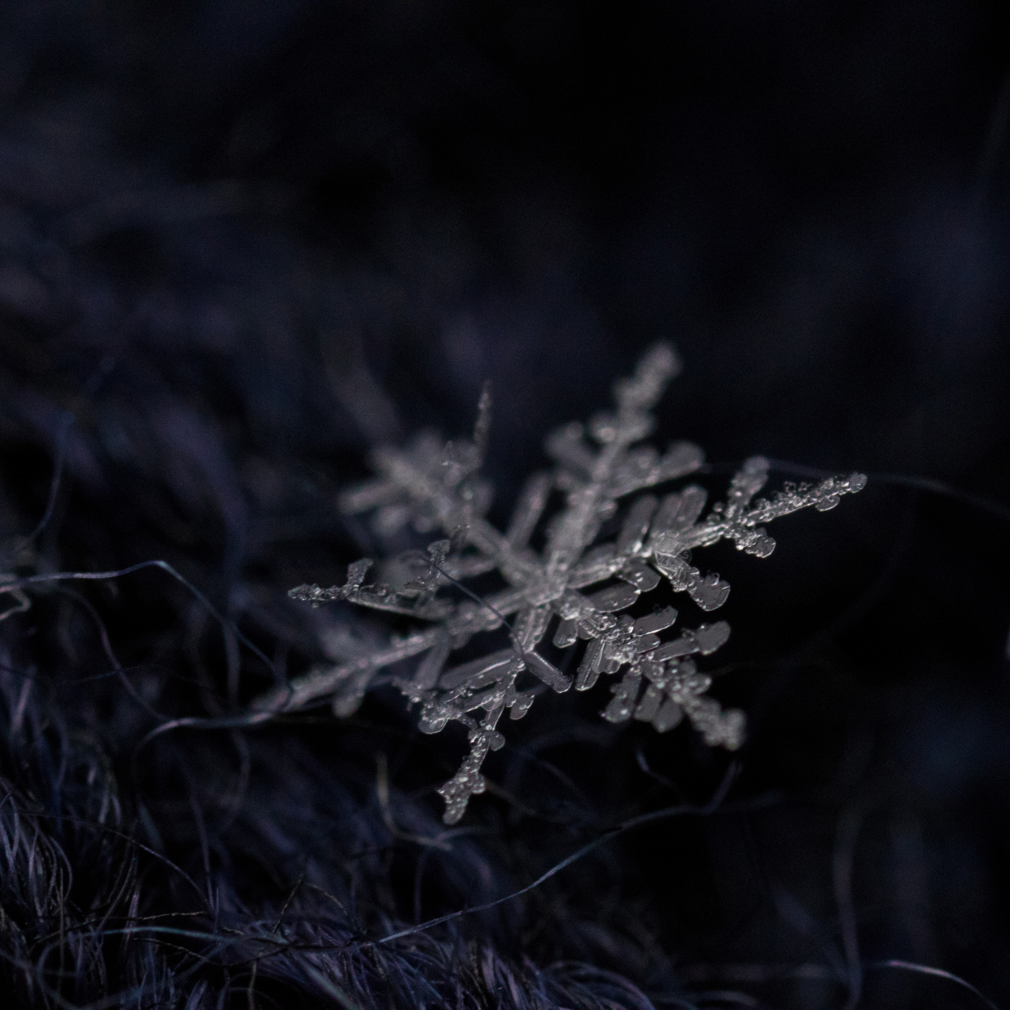 My first macro snowflakes - My, Macro, Macro photography, Snowflake, The photo, Canon, Longpost