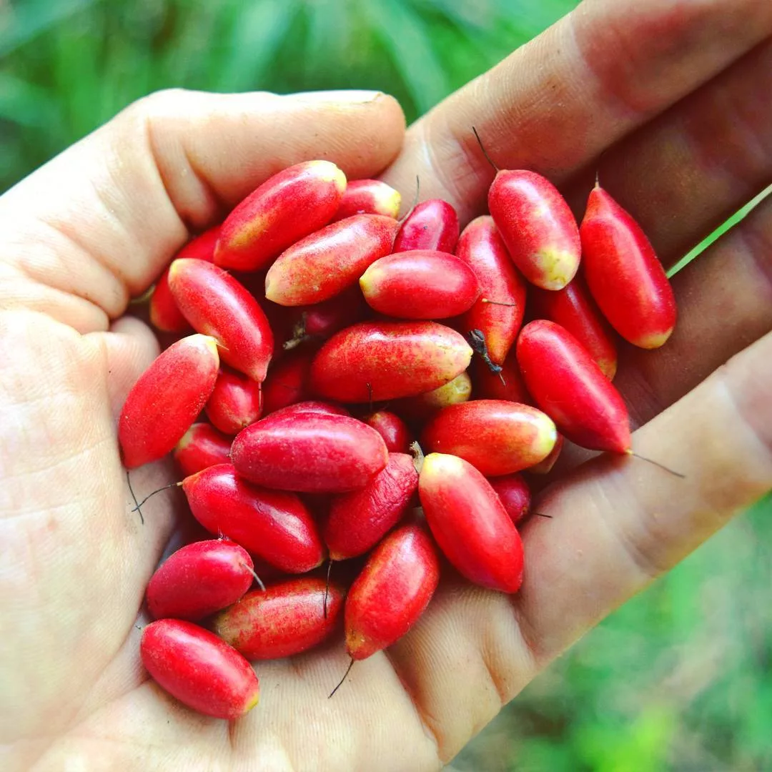 When horseradish is sweeter than radish - Picture with text, Berries, Interesting, Informative, Longpost