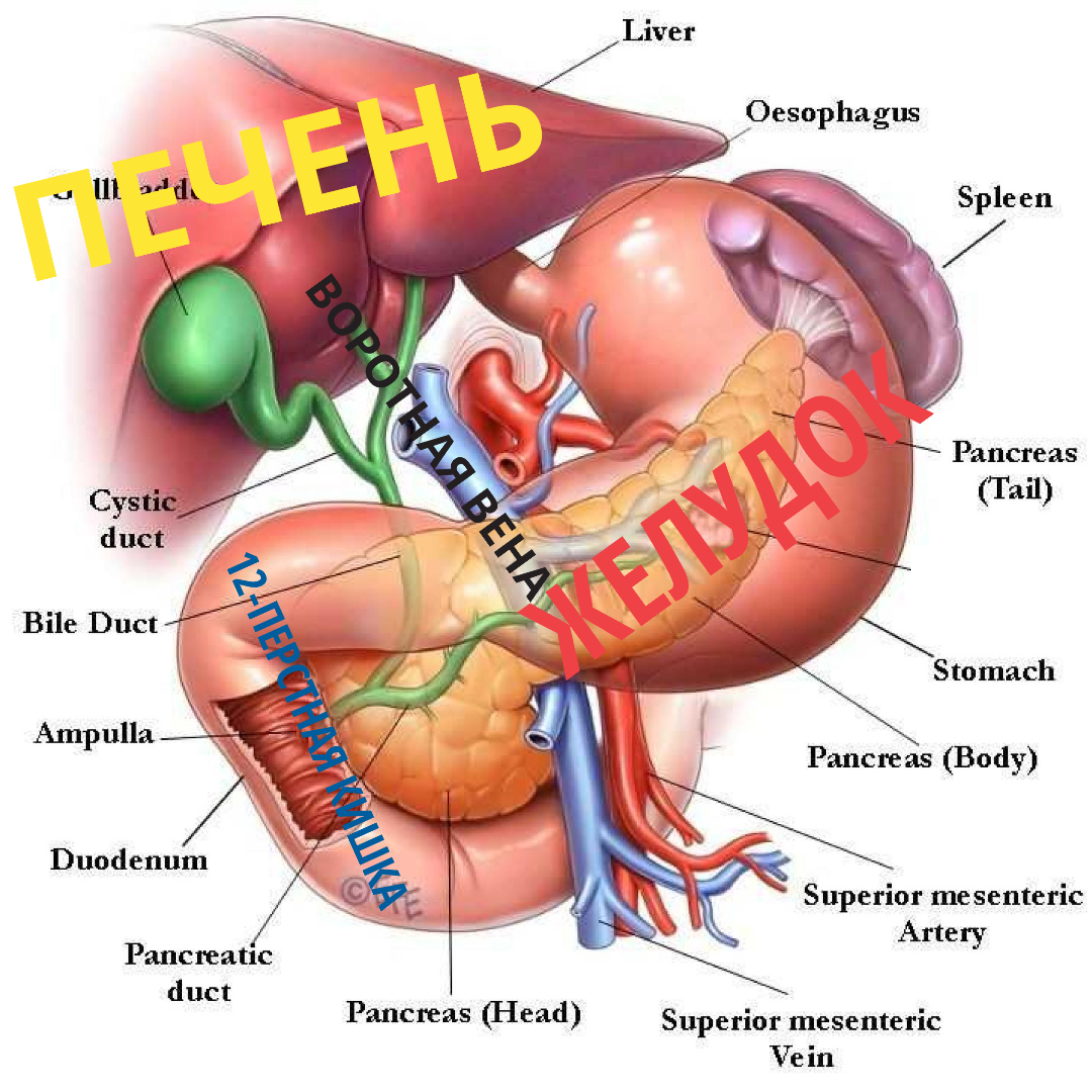 About alcohol. I debunk/confirm myths - My, Neurology, Nerves, Alcohol, Physiology, Longpost