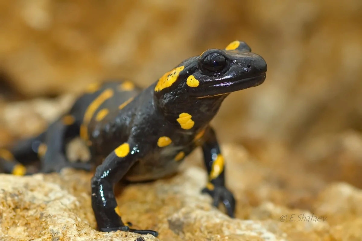 Fire salamander. Why were ancient people terrified of her? - Animals, Amphibians, fire salamander, Yandex Zen, Longpost