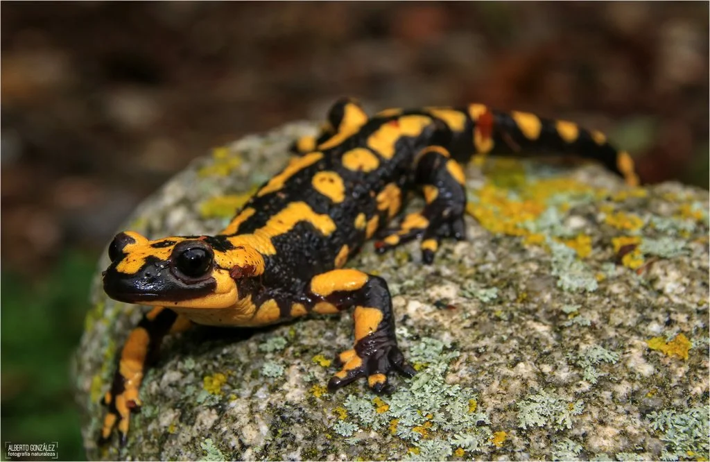 Fire salamander. Why were ancient people terrified of her? - Animals, Amphibians, fire salamander, Yandex Zen, Longpost