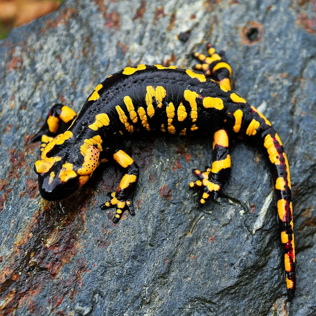 Fire salamander. Why were ancient people terrified of her? - Animals, Amphibians, fire salamander, Yandex Zen, Longpost