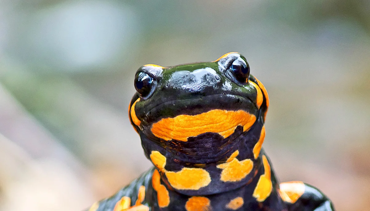 Fire salamander. Why were ancient people terrified of her? - Animals, Amphibians, fire salamander, Yandex Zen, Longpost