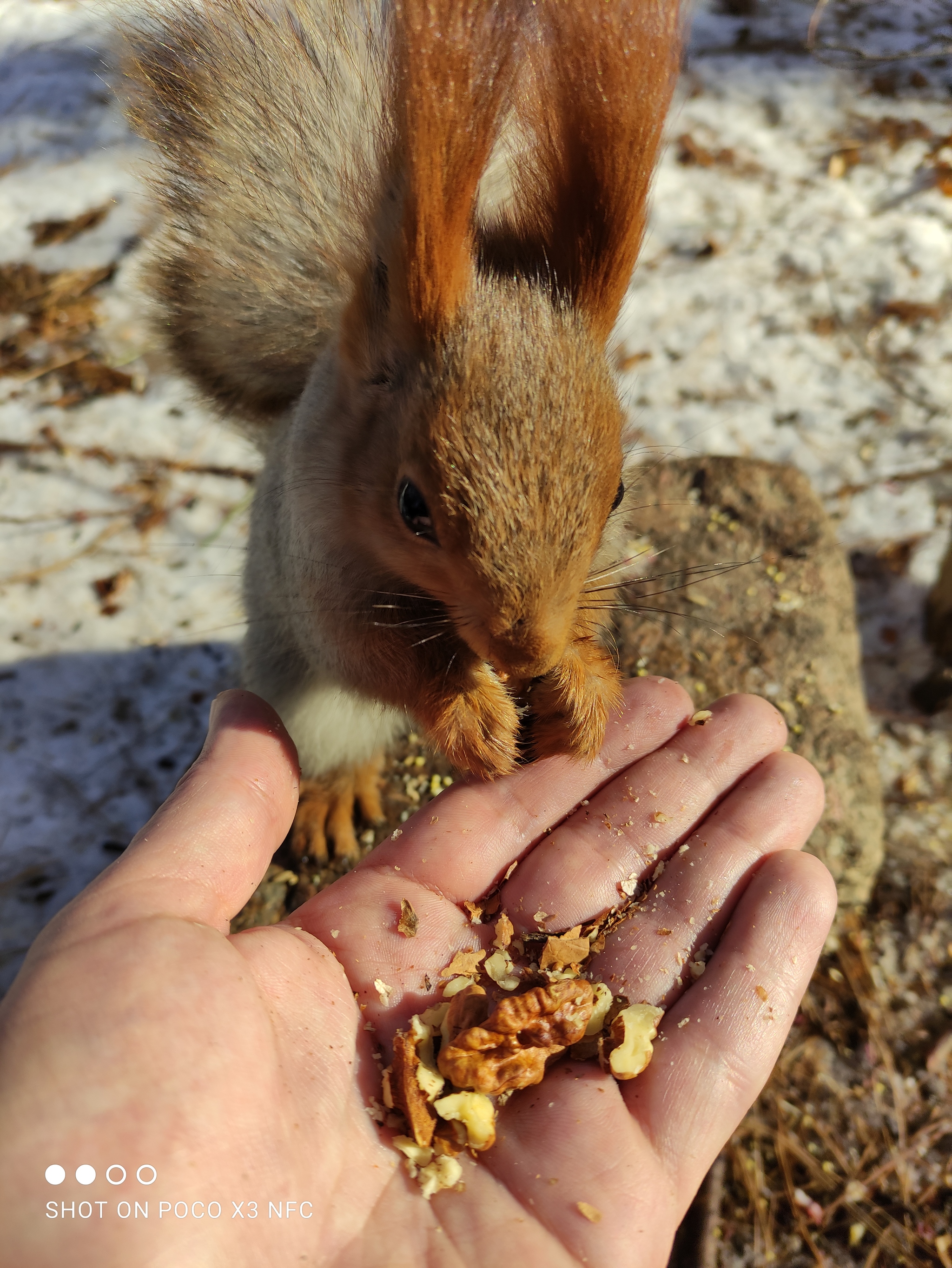 Squirrels in the Almaty Botanical Park - My, Almaty, Kazakhstan, Nature, Squirrel, Winter, Longpost