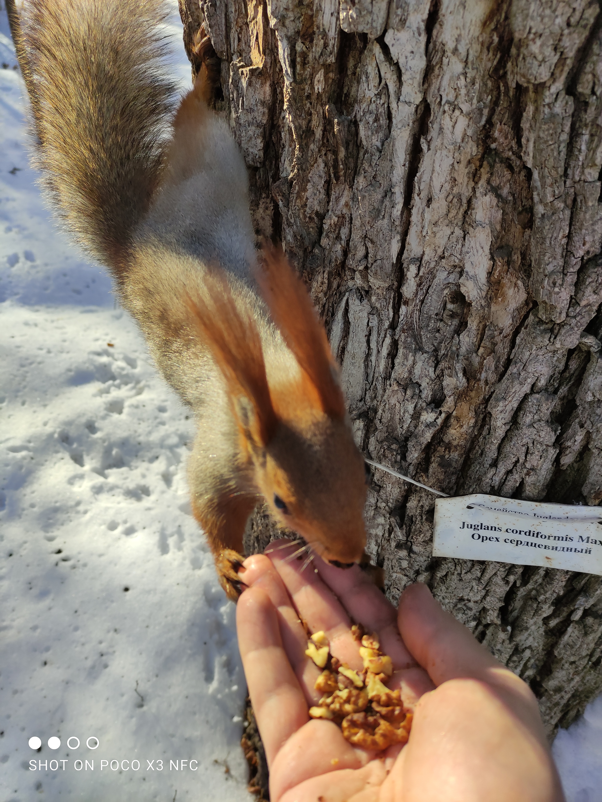 Squirrels in the Almaty Botanical Park - My, Almaty, Kazakhstan, Nature, Squirrel, Winter, Longpost