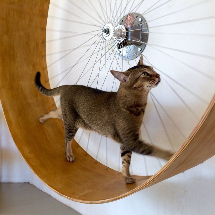 Колесо для кота - сделай сам | Пикабу