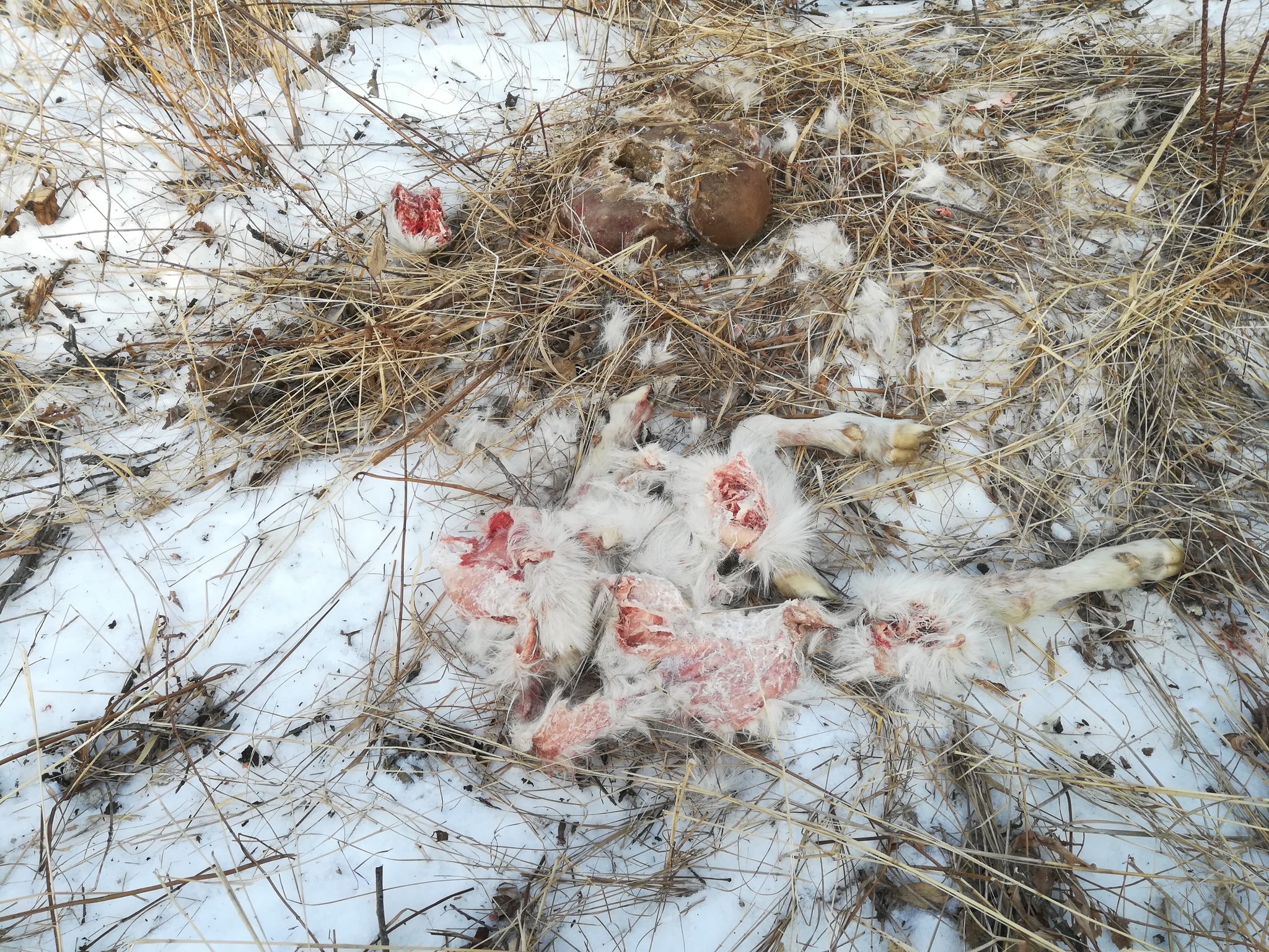 In exchange for the two goats eaten by the leopard within a week, they bought the Primorsky resident... nothing (we are waiting) - My, Leopard, Far Eastern hectare, Far Eastern leopard, Amur tiger, Goat, Dead body, Longpost