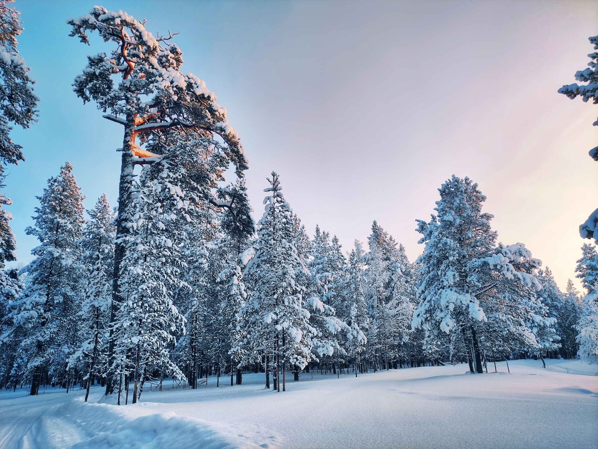 Winter's Tale - My, Komi, Winter, Forest, Sunset, Longpost, The photo