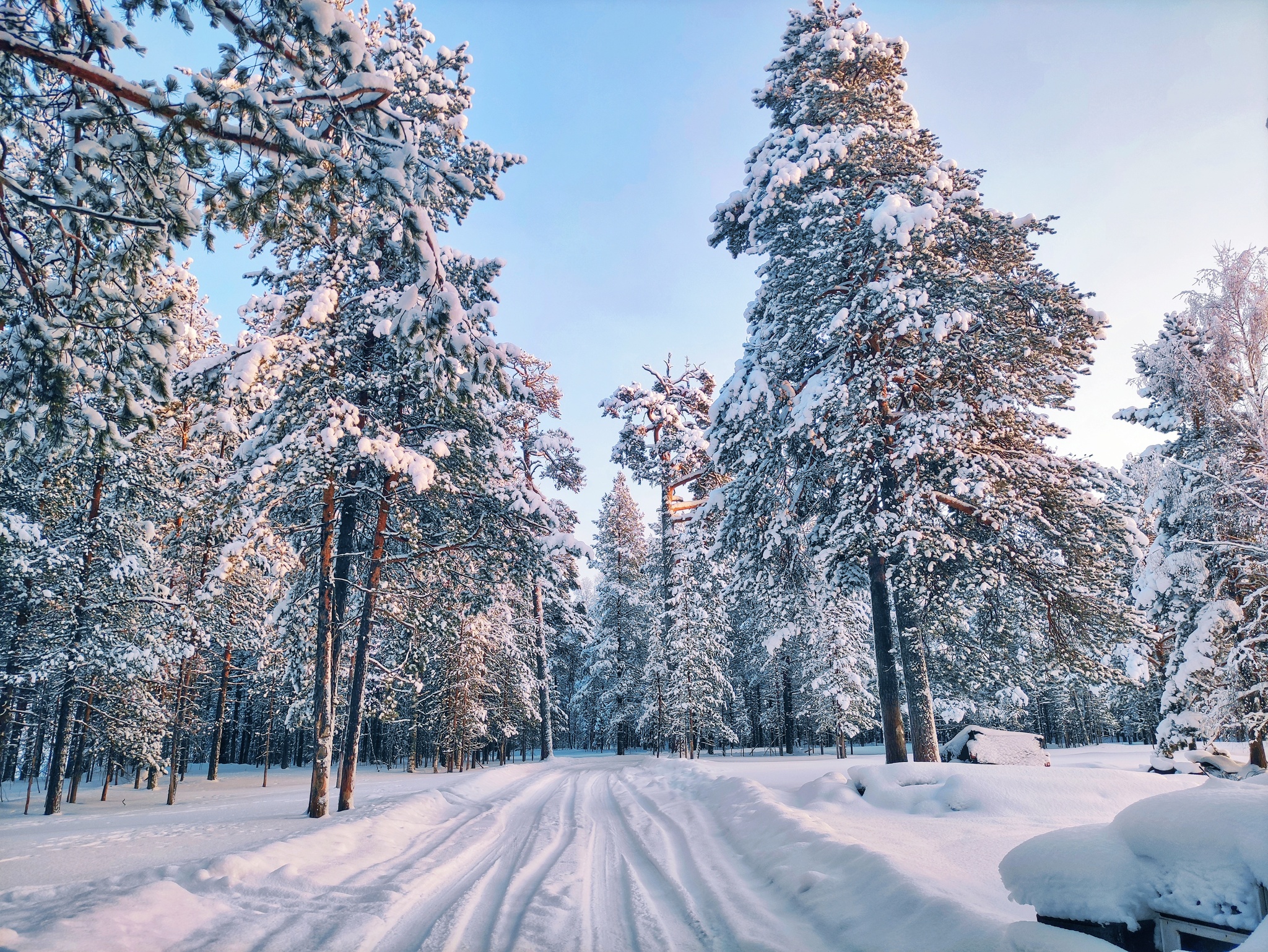 Winter's Tale - My, Komi, Winter, Forest, Sunset, Longpost, The photo