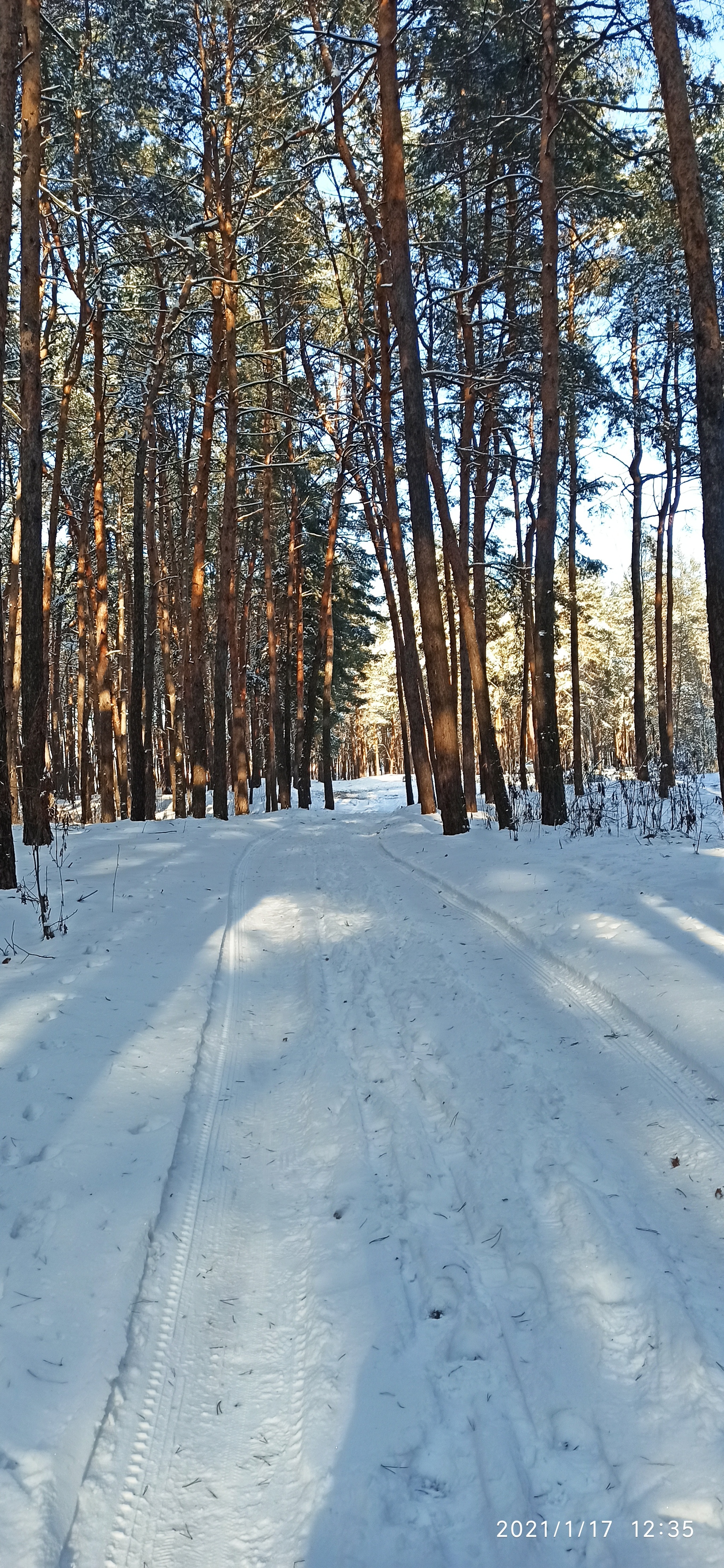 Зимний лес - Моё, Велосипед, Покатушки, Лес, Зима, Снег, Длиннопост