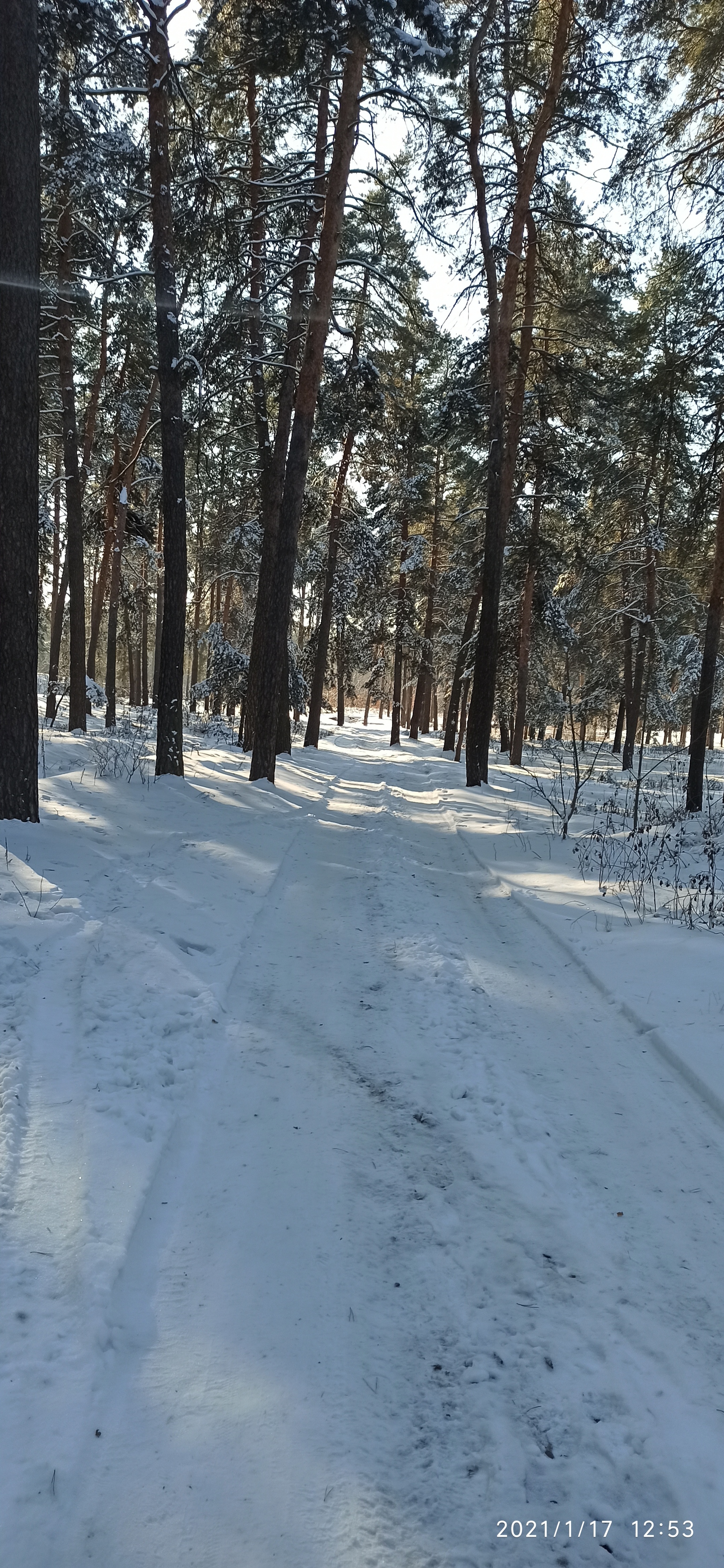 Зимний лес - Моё, Велосипед, Покатушки, Лес, Зима, Снег, Длиннопост