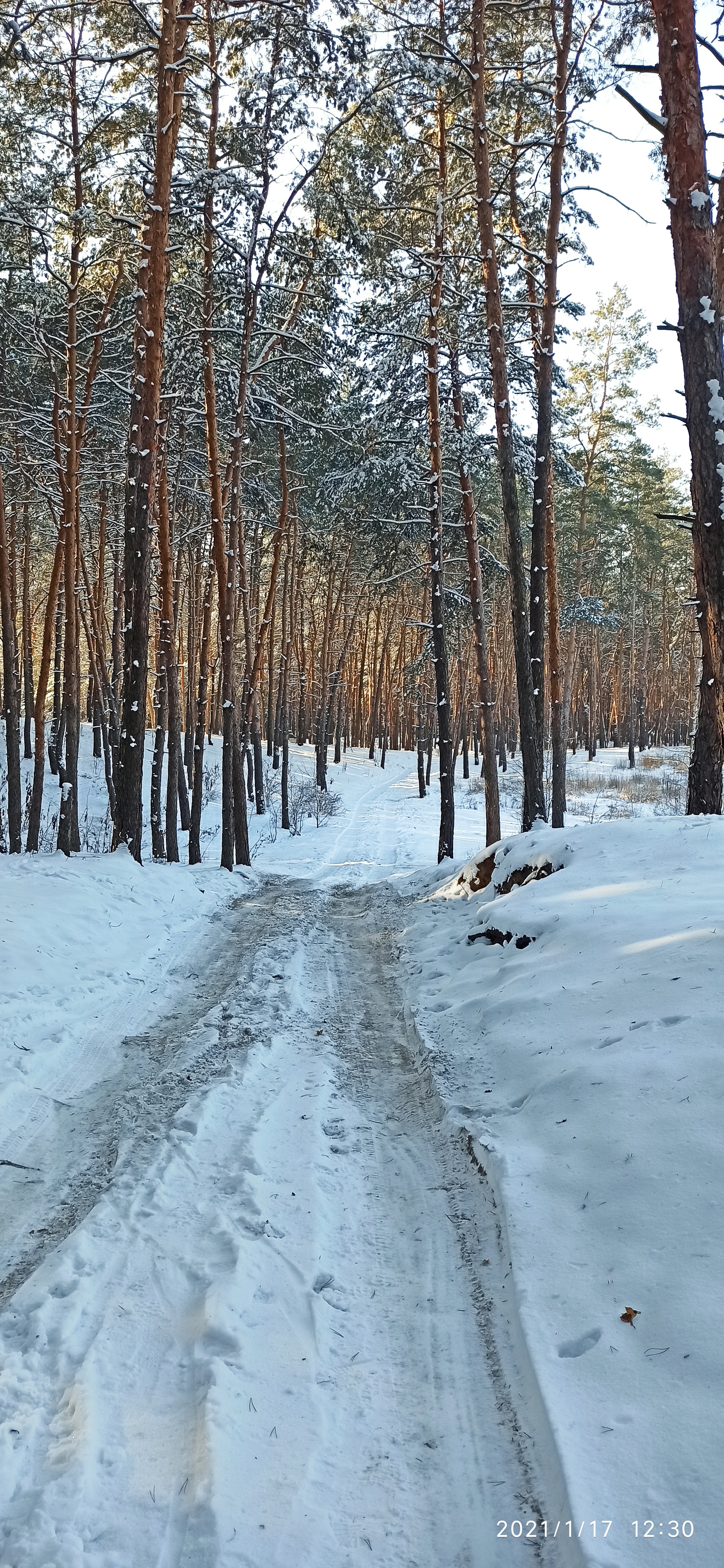 Зимний лес - Моё, Велосипед, Покатушки, Лес, Зима, Снег, Длиннопост