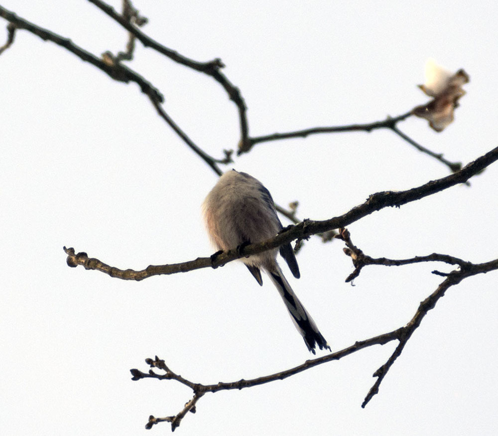 How cold it is to live - My, Winter, January, Schelkovo, Ornithology, Birds, Hobby, Walk, Photo hunting, Longpost