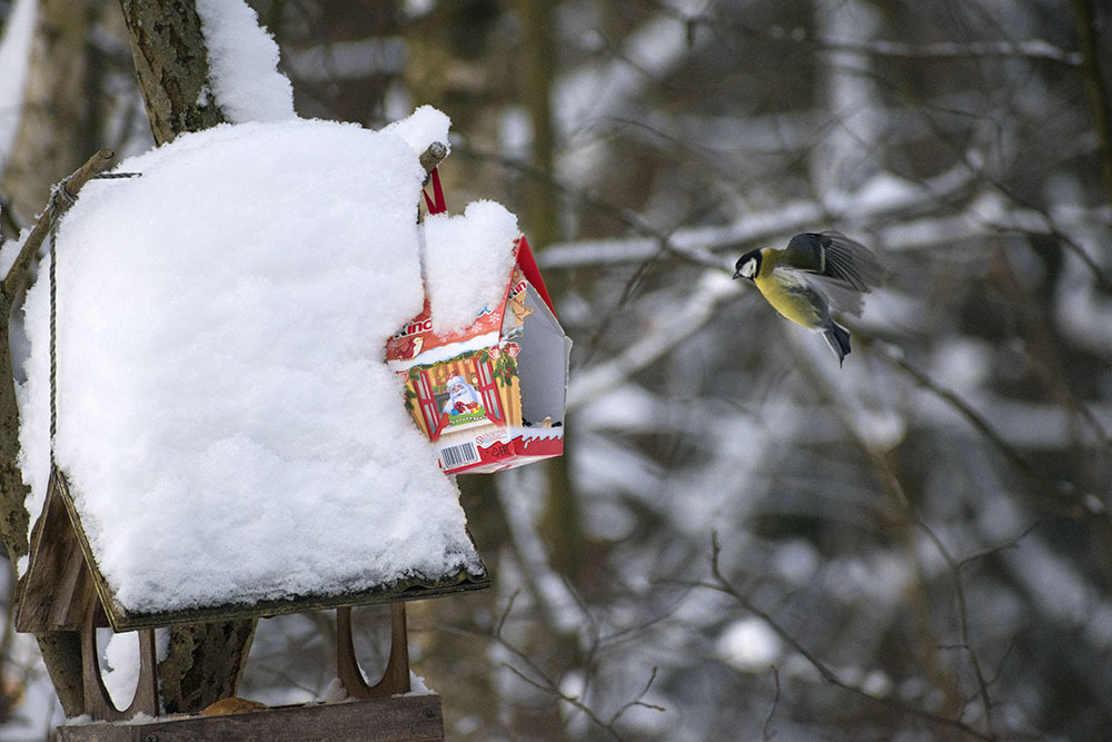 How cold it is to live - My, Winter, January, Schelkovo, Ornithology, Birds, Hobby, Walk, Photo hunting, Longpost