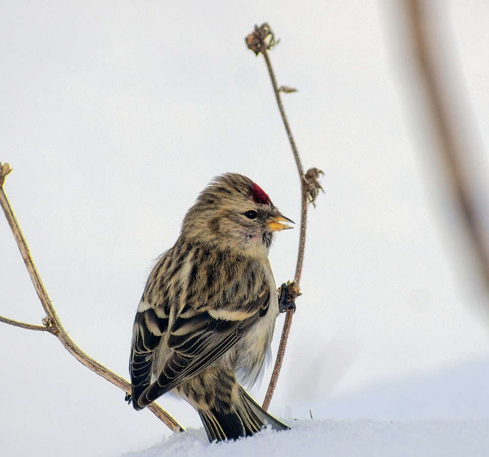 How cold it is to live - My, Winter, January, Schelkovo, Ornithology, Birds, Hobby, Walk, Photo hunting, Longpost