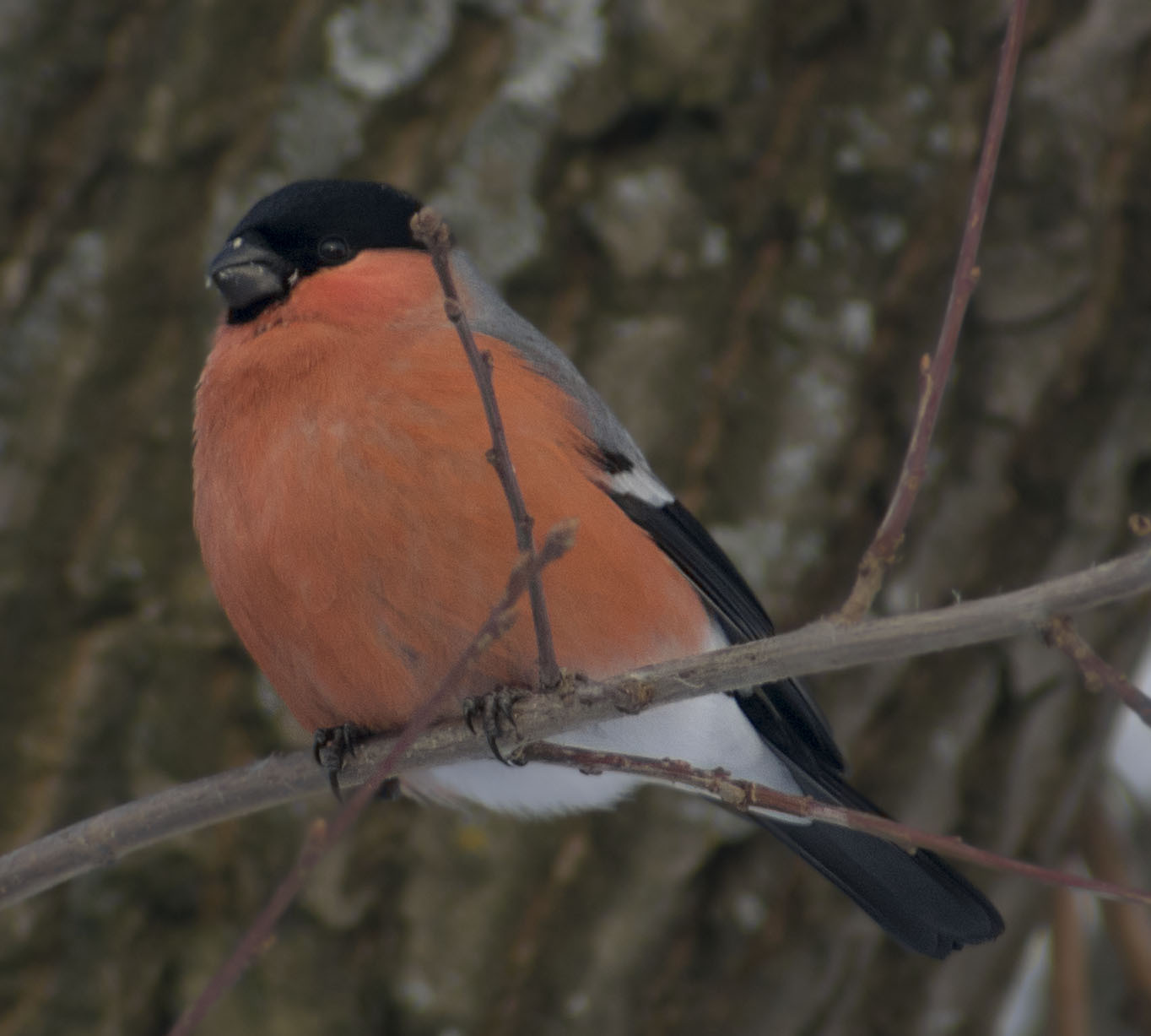 How cold it is to live - My, Winter, January, Schelkovo, Ornithology, Birds, Hobby, Walk, Photo hunting, Longpost