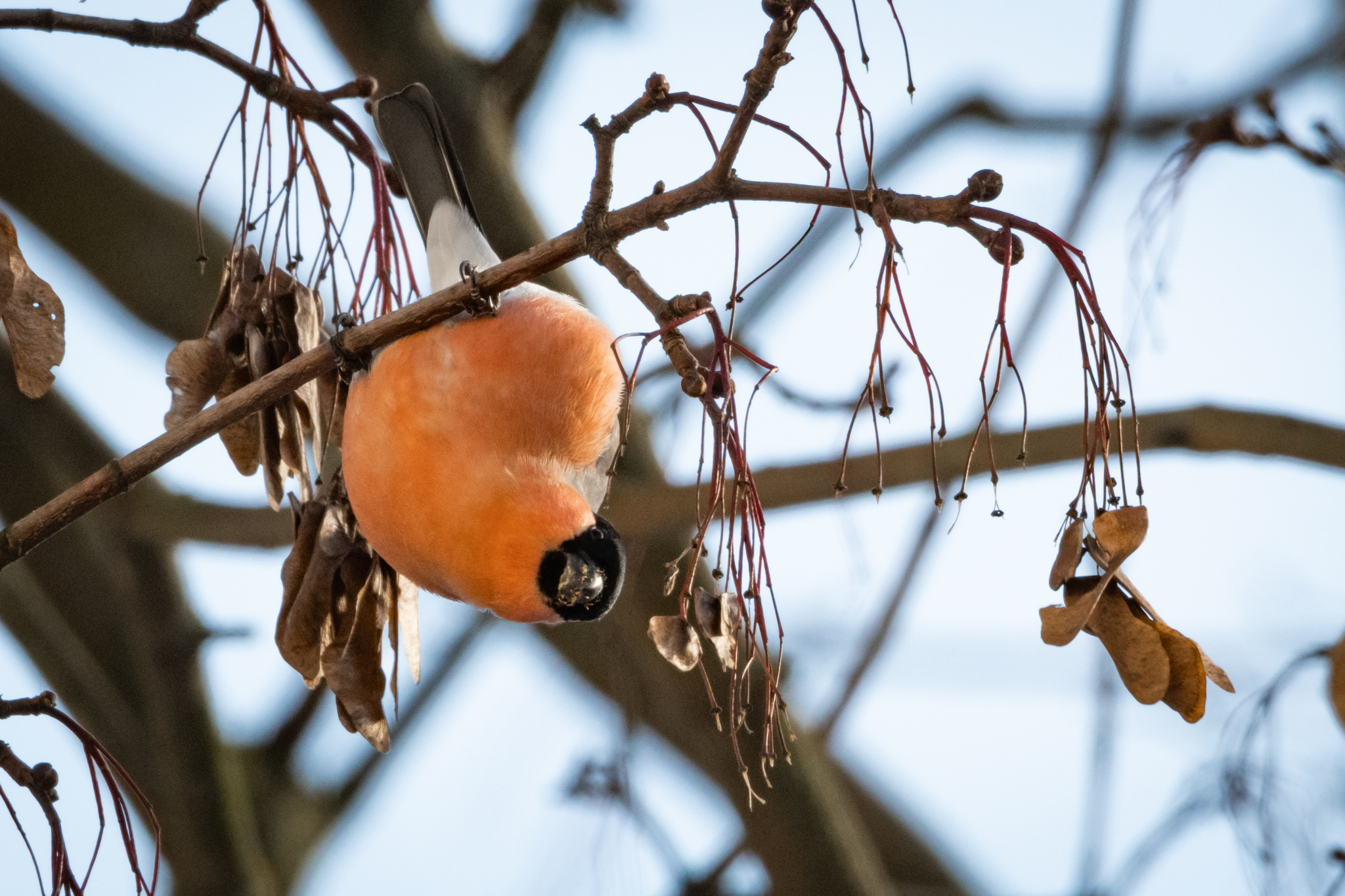 Bullfinches are fat-assed - My, Bullfinches, Winter, Birds, The photo, Nature, Longpost