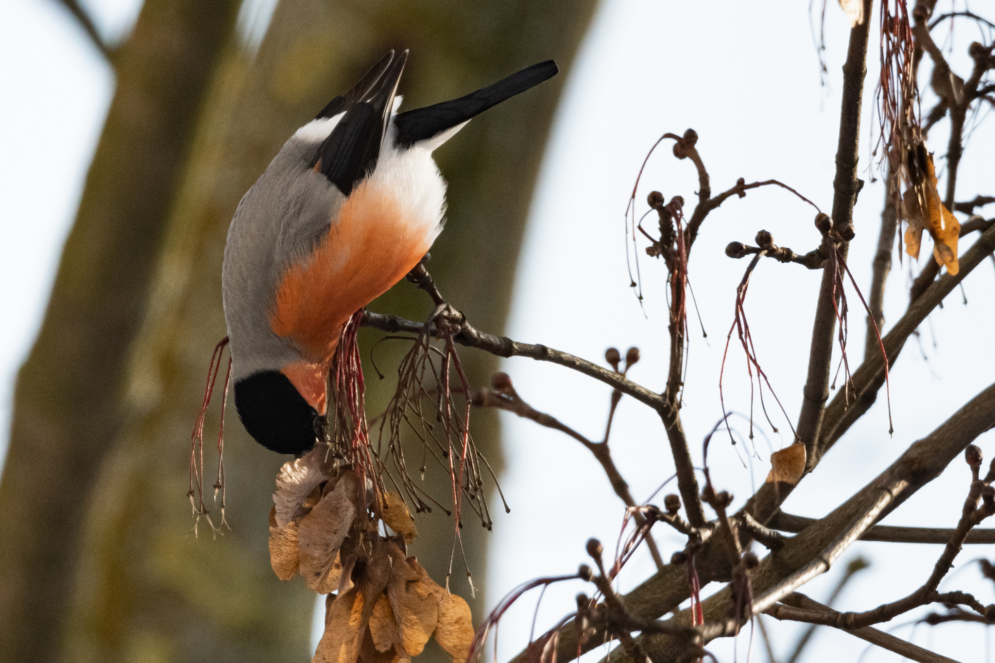 Bullfinches are fat-assed - My, Bullfinches, Winter, Birds, The photo, Nature, Longpost