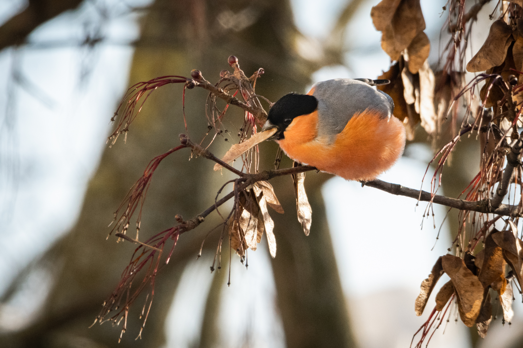 Bullfinches are fat-assed - My, Bullfinches, Winter, Birds, The photo, Nature, Longpost