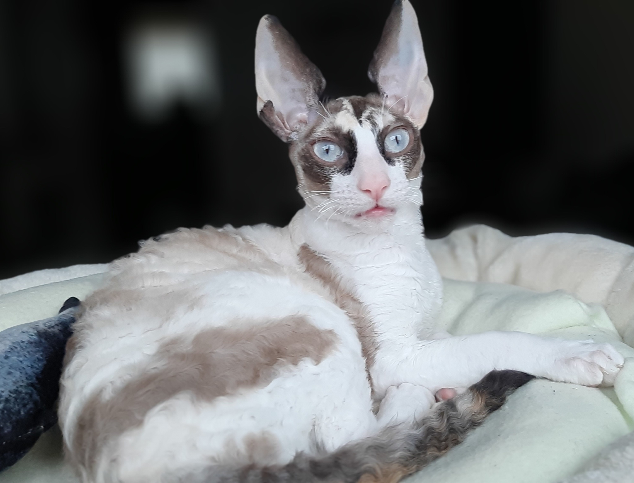 Порода котов с большими ушами Корниш-рекс