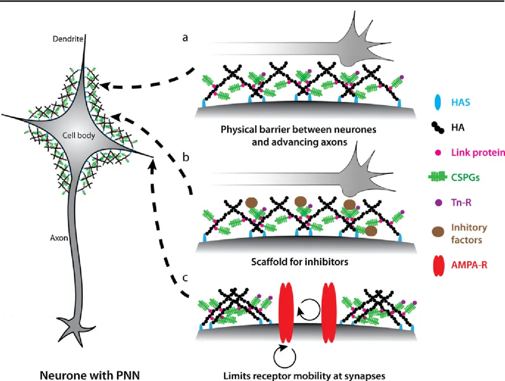 Decline in cognitive function with age – is the problem really solved!? - Disease, Treatment, Prophylaxis, Longpost, Neurons