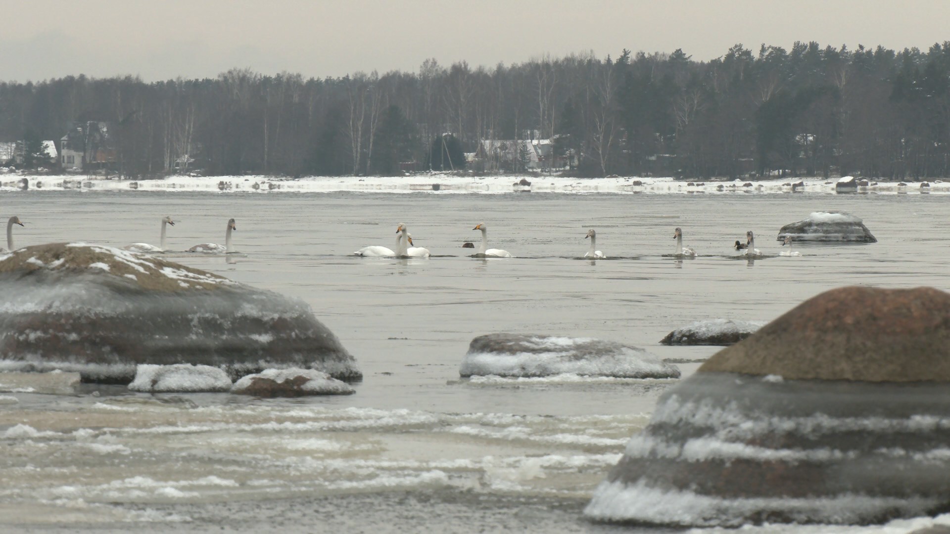 Whooper swans remained to spend the winter in the Leningrad region - My, Swans, Swan-Whooper, Birds, Bird watching, Leningrad region, The Gulf of Finland, Each creature has a pair, Longpost