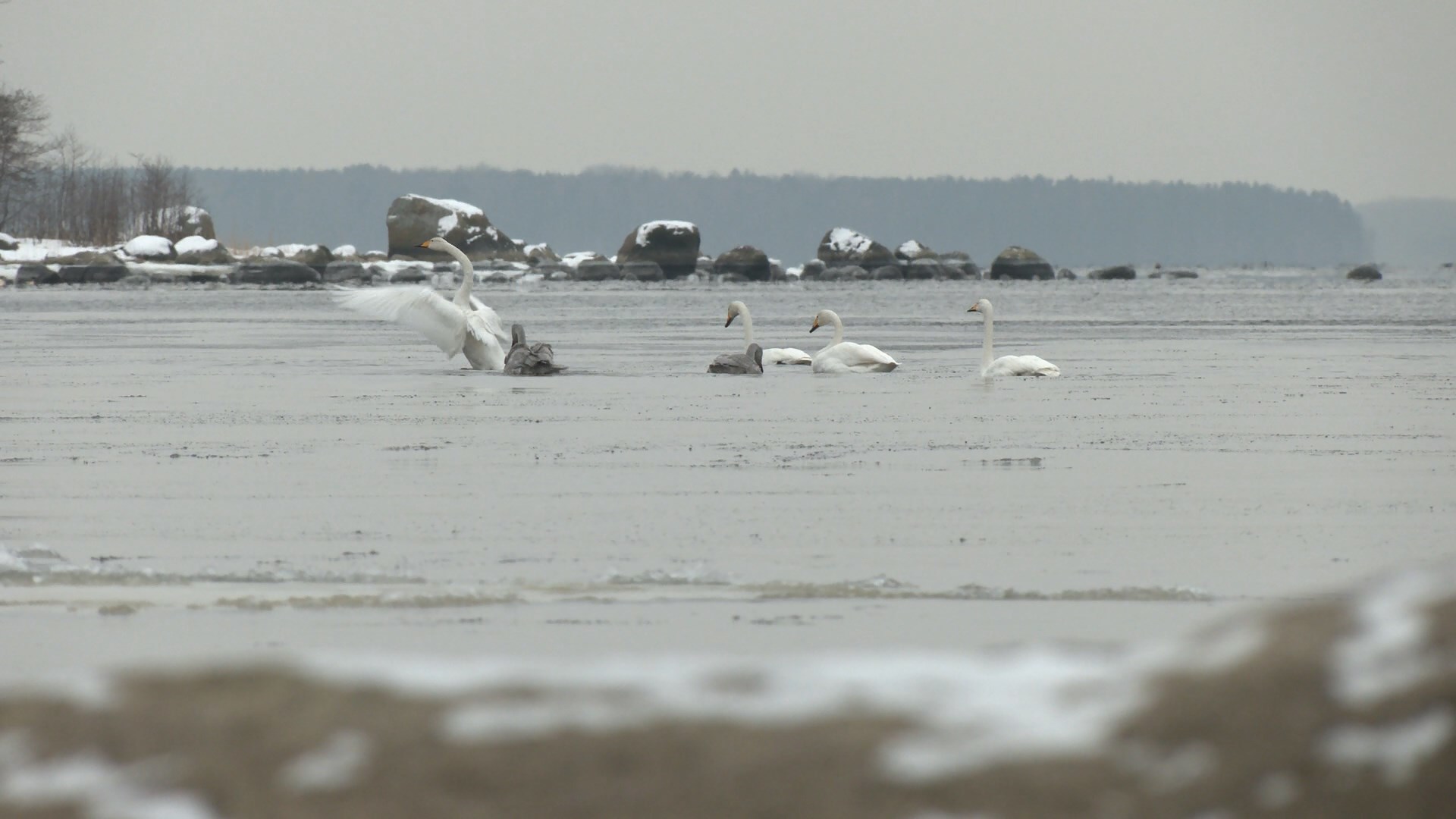 Whooper swans remained to spend the winter in the Leningrad region - My, Swans, Swan-Whooper, Birds, Bird watching, Leningrad region, The Gulf of Finland, Each creature has a pair, Longpost