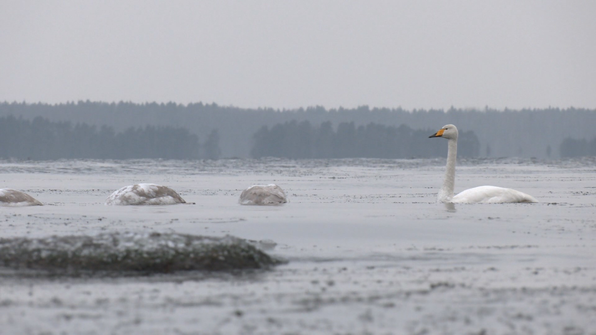 Whooper swans remained to spend the winter in the Leningrad region - My, Swans, Swan-Whooper, Birds, Bird watching, Leningrad region, The Gulf of Finland, Each creature has a pair, Longpost