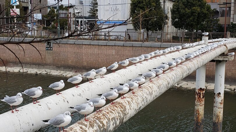 Construction - Seagulls, Birds, Pipe