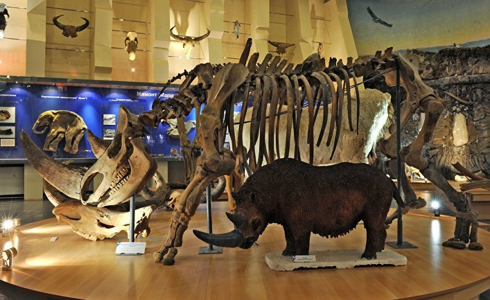 Rhino found in Yakutia - Woolly rhinoceros, Permafrost, Archeology, Yakutia