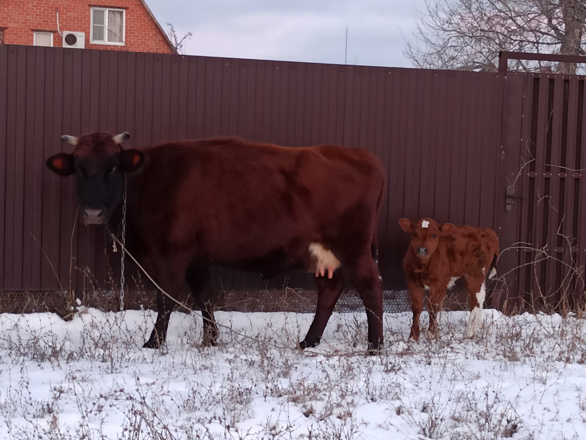 For those who are tired of cats in their feed - catch winter cows :) - My, Winter, Cow, Snow, First snow, Dolzhanskaya, Cossack village, The photo, Longpost, Calf, Pets