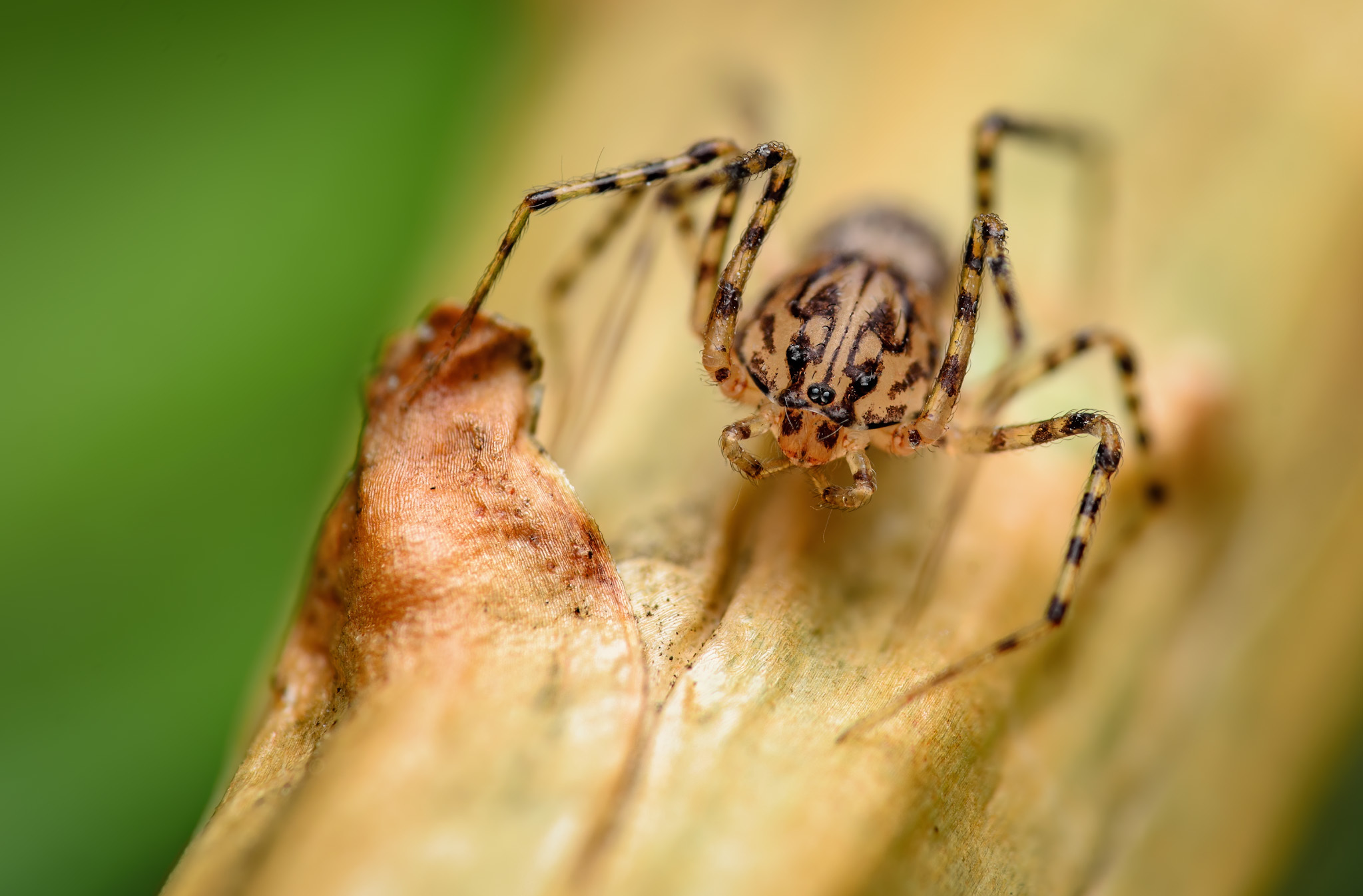 Gobber - My, Macro, Macro photography, Nature, The photo, Spider, Arachnids