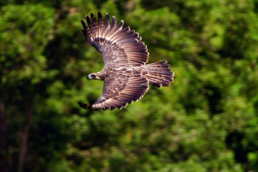 The Philippine Eagle is the endangered national symbol of the Philippines. - Birds, Philippine eagle, Predator birds, Endangered species, Endemic, Symbols and symbols, Philippines, Protection of Nature, Asia, Southeast Asia, Island, Pacific Ocean, Animal protection, Video, Longpost