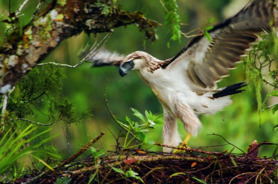 The Philippine Eagle is the endangered national symbol of the Philippines. - Birds, Philippine eagle, Predator birds, Endangered species, Endemic, Symbols and symbols, Philippines, Protection of Nature, Asia, Southeast Asia, Island, Pacific Ocean, Animal protection, Video, Longpost