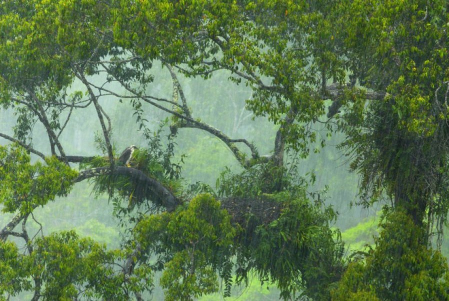 The Philippine Eagle is the endangered national symbol of the Philippines. - Birds, Philippine eagle, Predator birds, Endangered species, Endemic, Symbols and symbols, Philippines, Protection of Nature, Asia, Southeast Asia, Island, Pacific Ocean, Animal protection, Video, Longpost