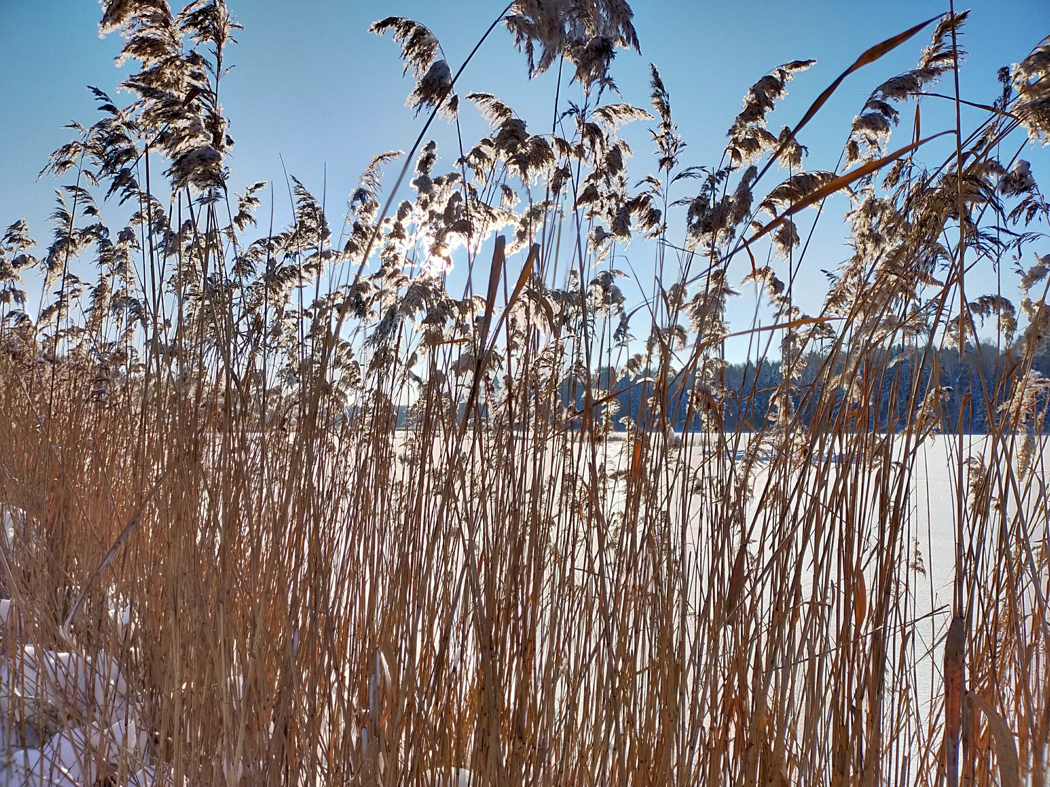 When everything came together - My, Nature, Winter, Moscow region, Mobile photography, Longpost