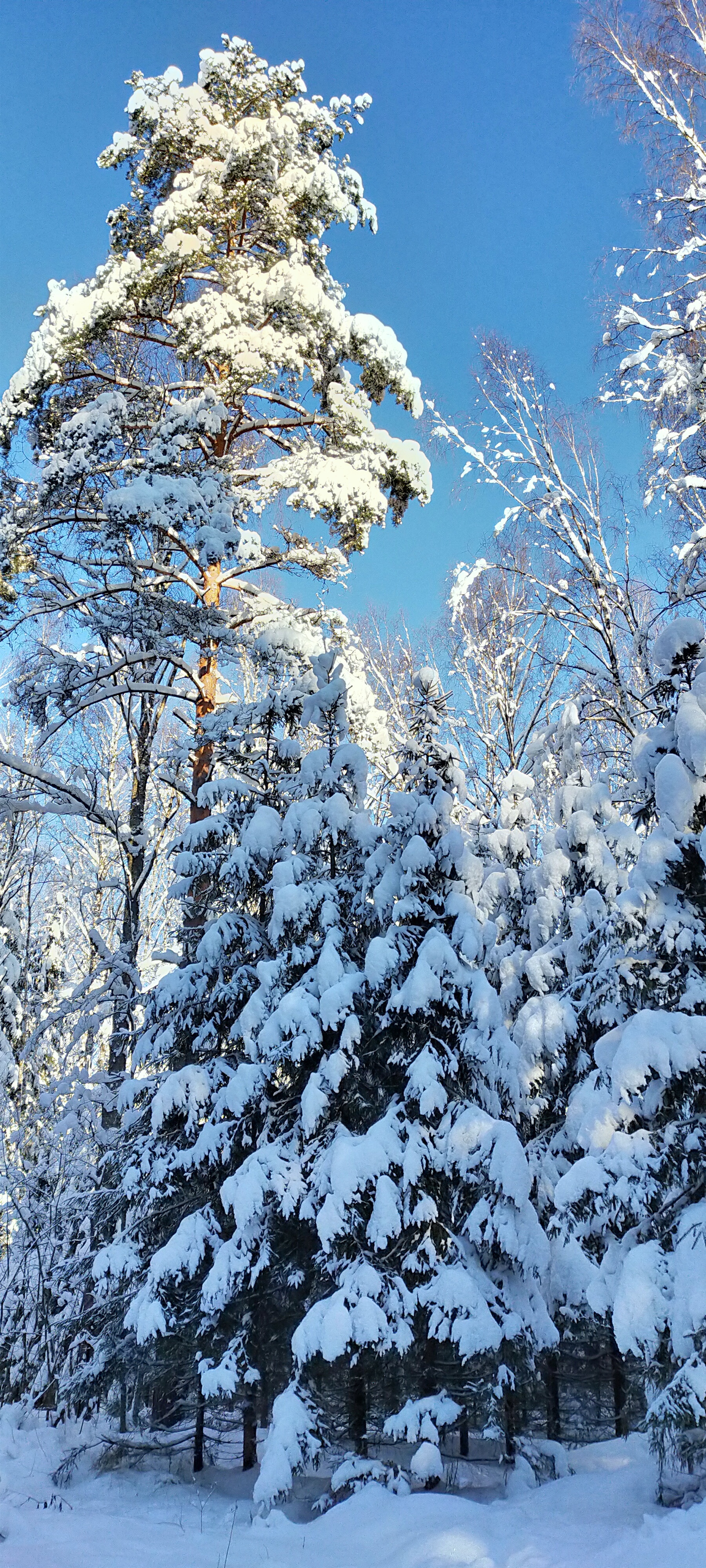 When everything came together - My, Nature, Winter, Moscow region, Mobile photography, Longpost