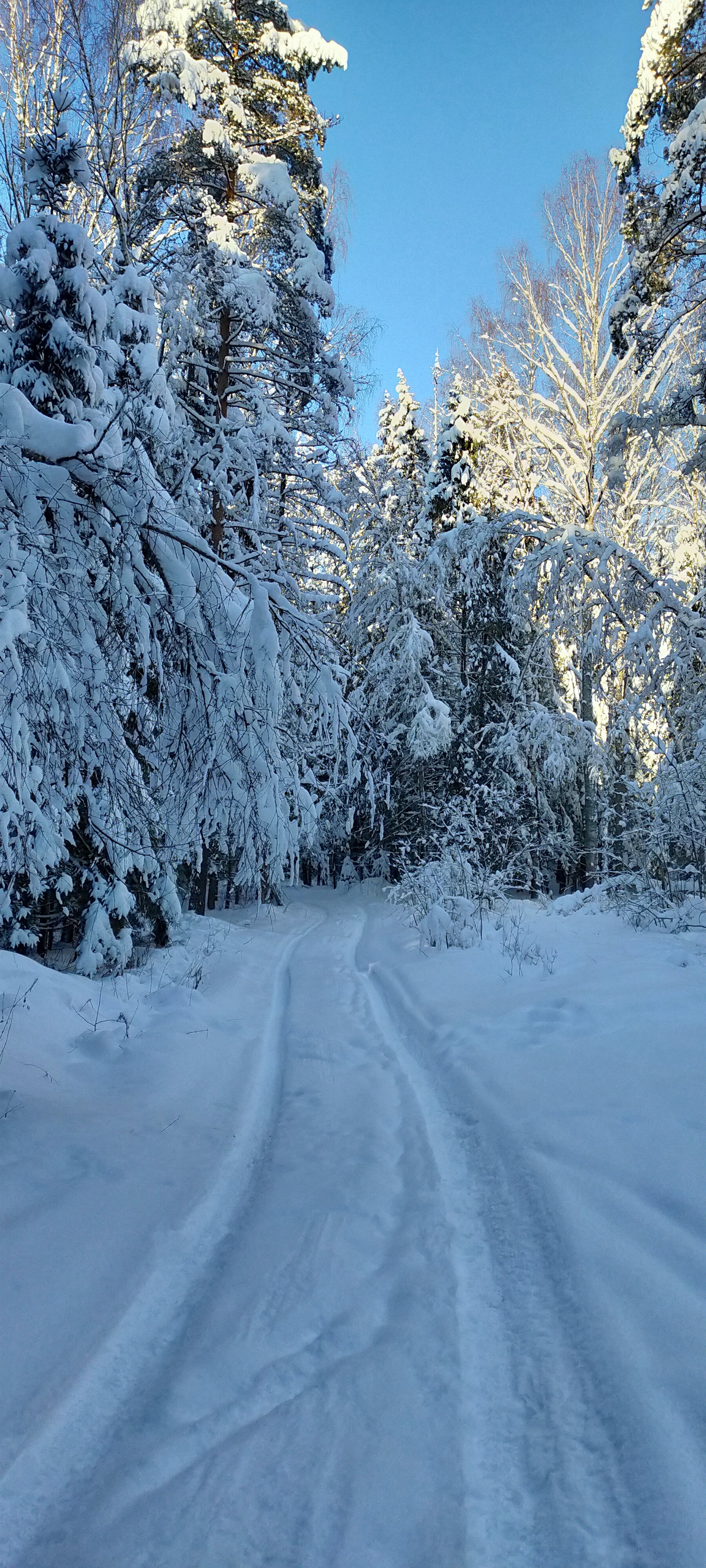 When everything came together - My, Nature, Winter, Moscow region, Mobile photography, Longpost