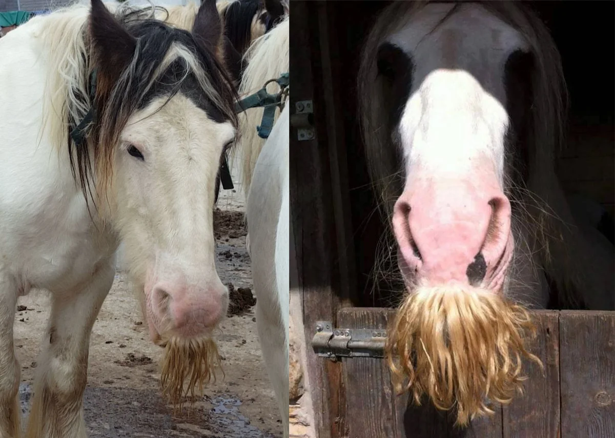 Whiskered Horses: A mutation that causes horses to have mustaches and beards. Description and examples of strange horses - Horses, Yandex Zen, Animals, Усы, Longpost