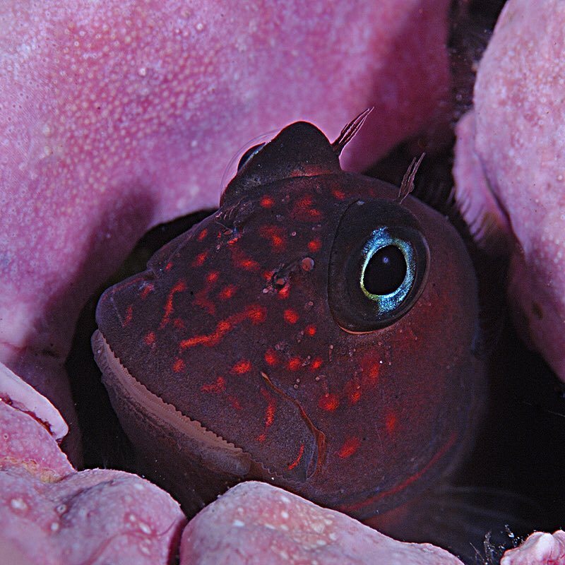 Photographer Brian Skerry - Nature, The photo, Longpost