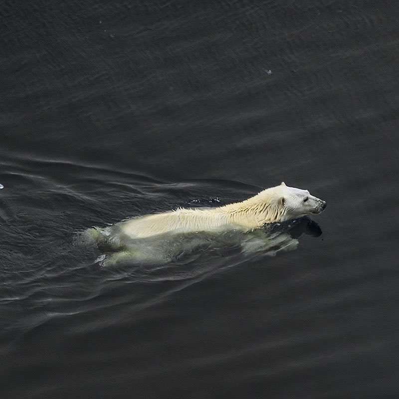 Photographer Brian Skerry - Nature, The photo, Longpost