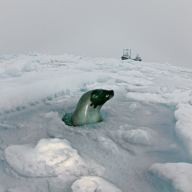 Photographer Brian Skerry - Nature, The photo, Longpost