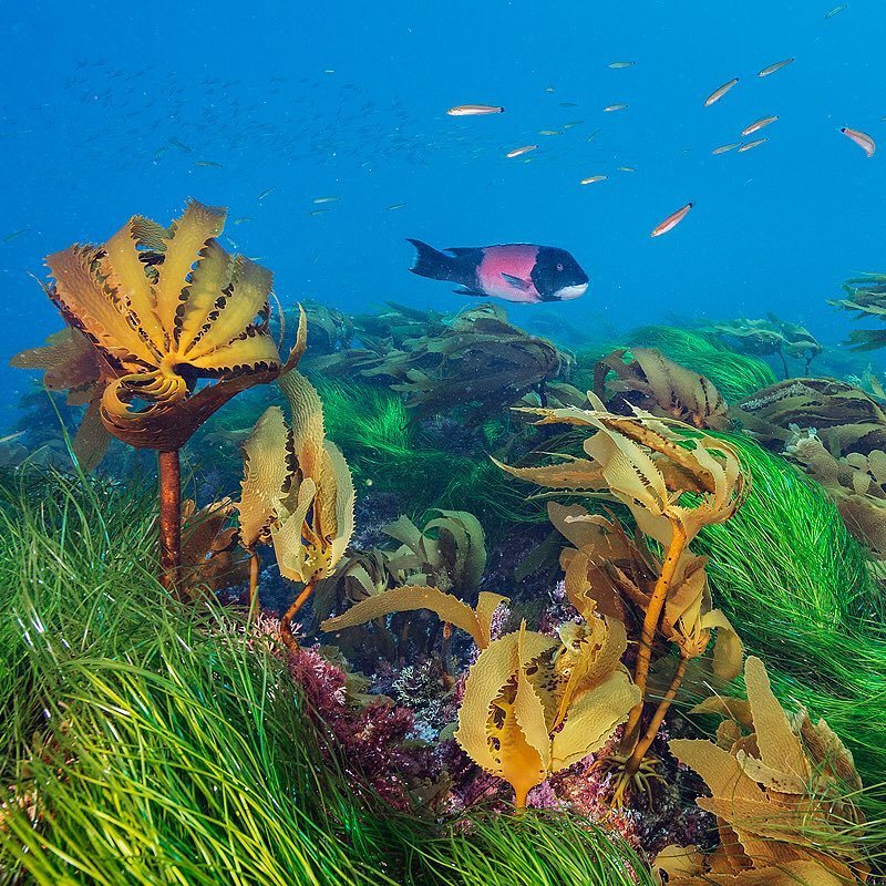 Photographer Brian Skerry - Nature, The photo, Longpost