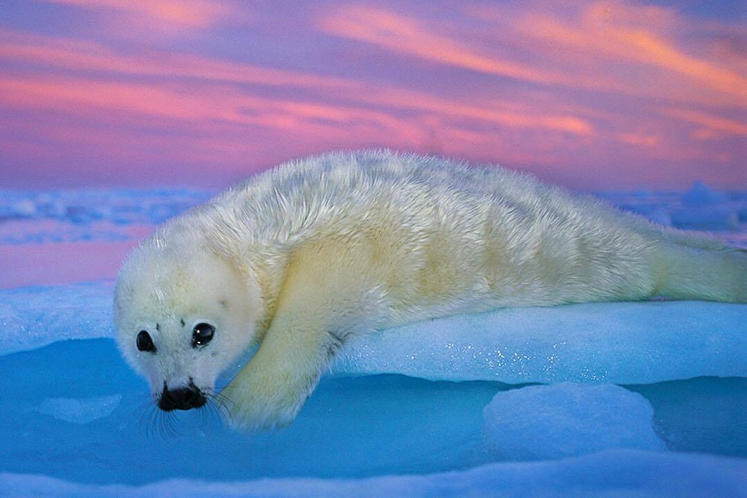 Photographer Brian Skerry - Nature, The photo, Longpost