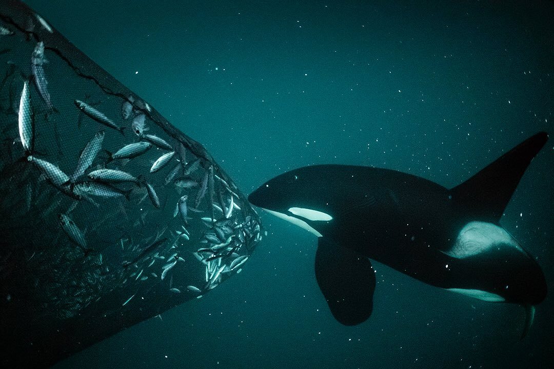 Photographer Brian Skerry - Nature, The photo, Longpost