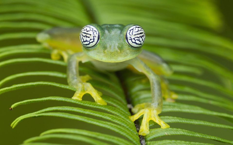 Greetings, warm-blooded bipeds - Frogs, Eyes, The photo