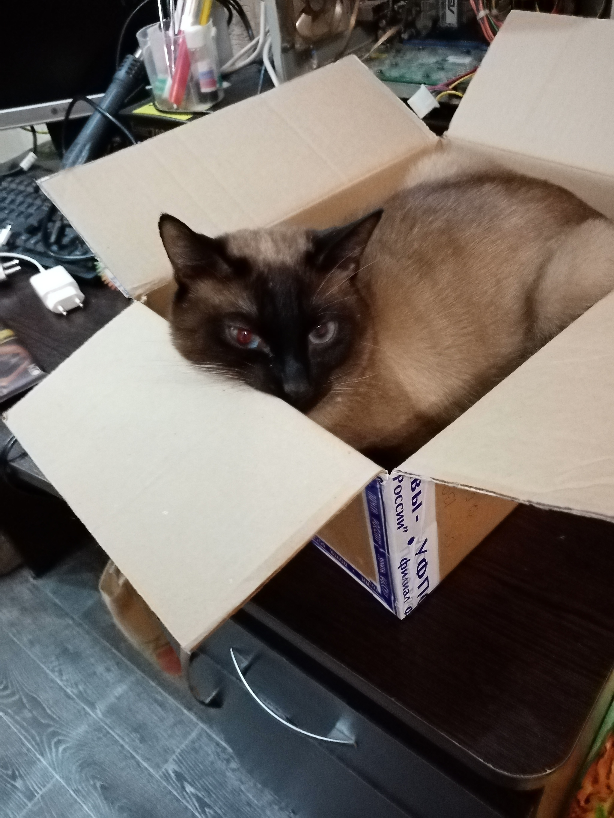 Where was the cat hiding? - My, cat, Siamese cat, Longpost, Dog